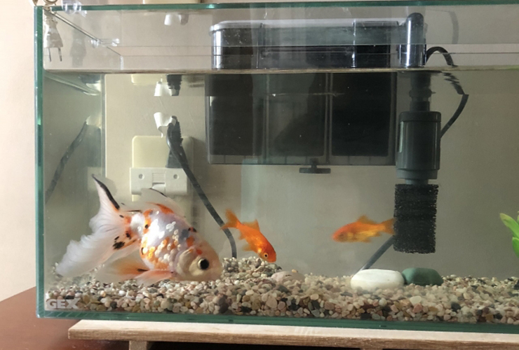 外掛けフィルターを設置した金魚飼育水槽の全景
