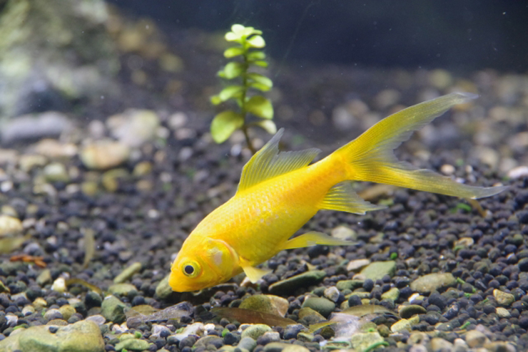 水槽の底砂付近を泳ぐ黄色い金魚と一株の水草