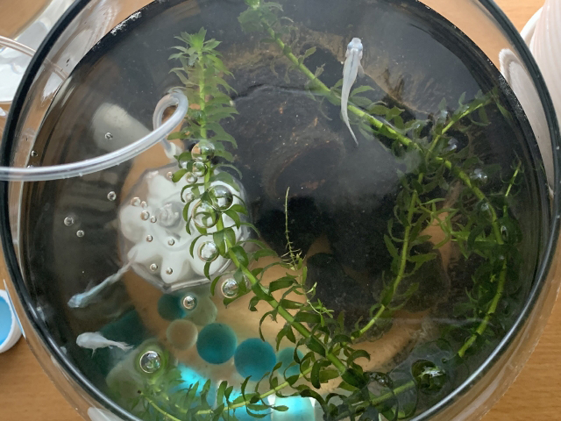 水草とメダカが泳ぐ円形水槽を真上から見た写真