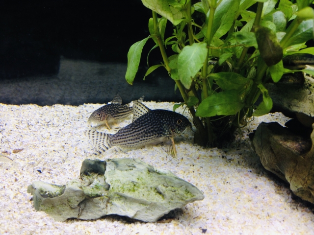 砂底のコリドラスの仲間と水草や石のレイアウト