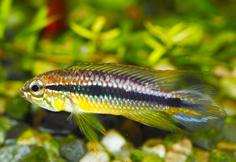 水草を背景に泳ぐ黄色い体色と黒い線の熱帯魚