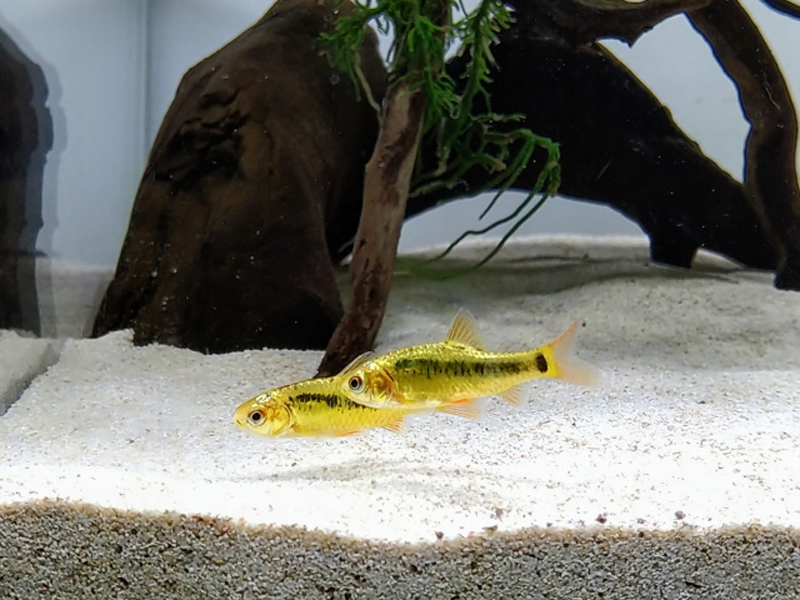 白い砂の上を泳ぐ2匹の黄色い小型熱帯魚と流木
