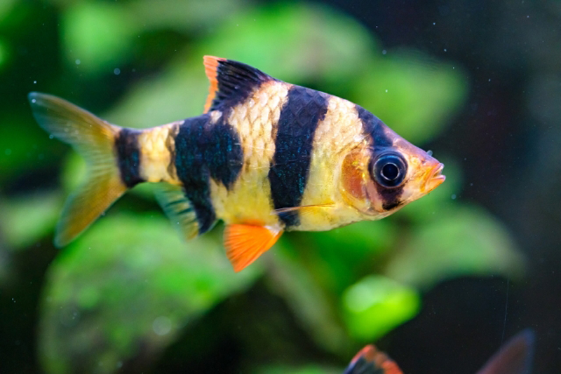 黒い縞模様がある熱帯魚のスマトラと背景の水草