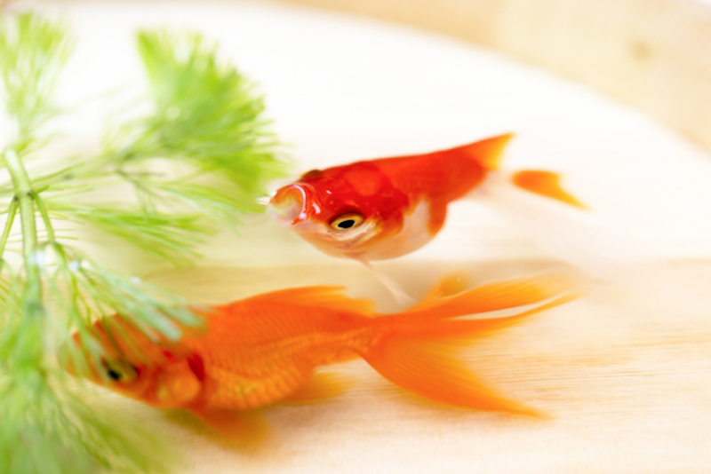 水草の脇を泳ぐ2匹の赤い金魚と白い背景の俯瞰図