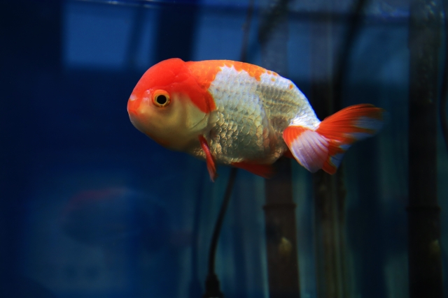 青い背景の水槽内を泳ぐ赤白の更紗模様の金魚