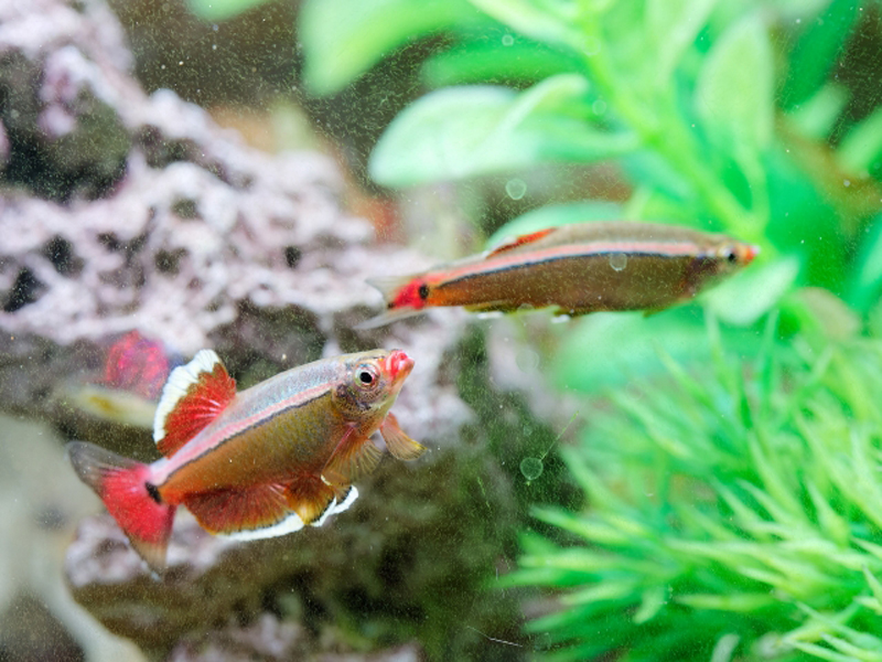 水草の間を泳ぐ赤いヒレの小型熱帯魚2匹