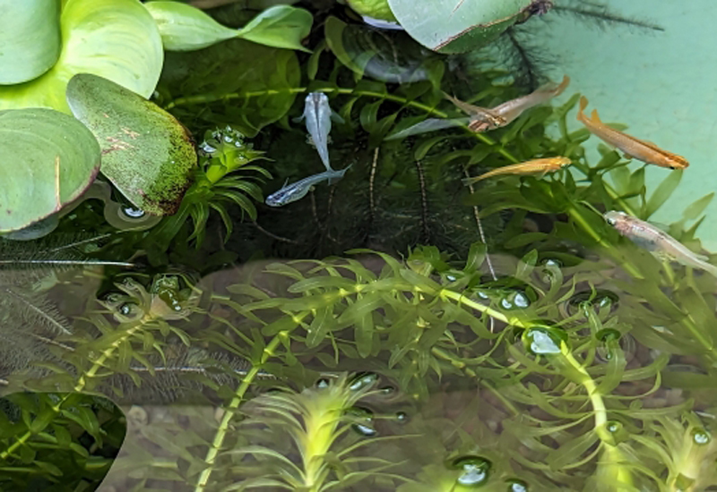 水草が茂る屋外水槽を泳ぐ複数のメダカ