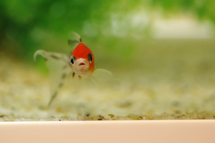 砂利を敷いた水槽内を泳ぐ赤い金魚の正面写真