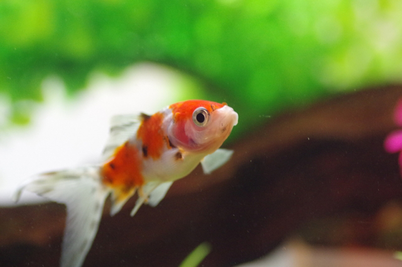 水草を背景に泳ぐ赤と白の斑模様がある金魚の横顔
