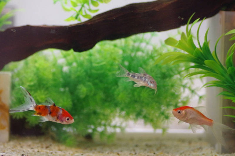 水槽内を泳ぐ金魚とコリドラスの仲間と流木