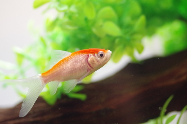 水草を背景に泳ぐ赤と白の金魚と流木のレイアウト