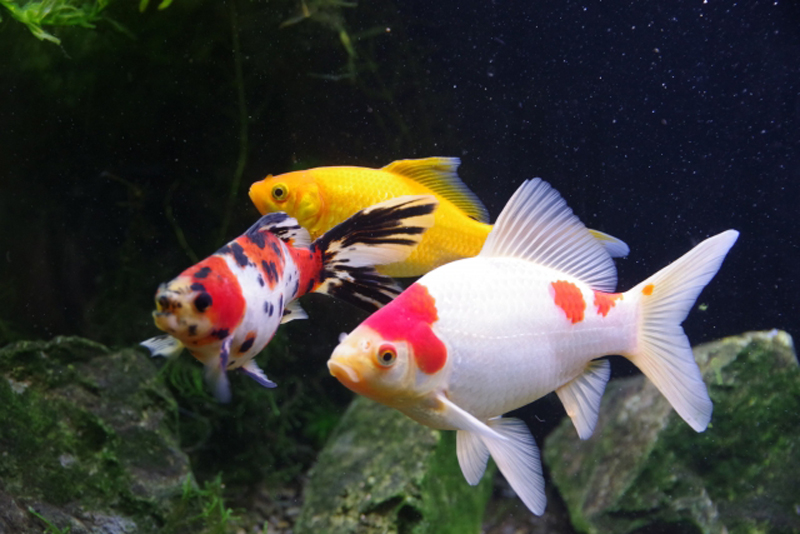 水槽内を泳ぐ赤白や黄色の金魚と岩や水草の風景