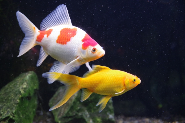 水槽内を泳ぐ紅白模様と黄色の金魚2匹