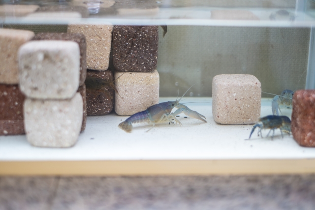 水槽内の青いザリガニと積み上げられた四角い濾過材