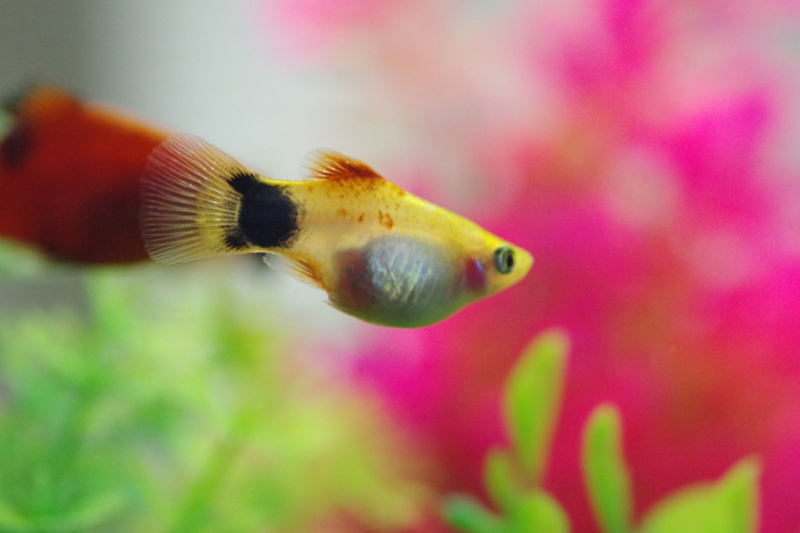 水草を背景に泳ぐ黄色いプラティと赤い熱帯魚の姿