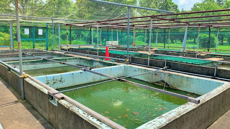 屋外に並ぶ金魚の養殖用コンクリート池と防鳥ネット