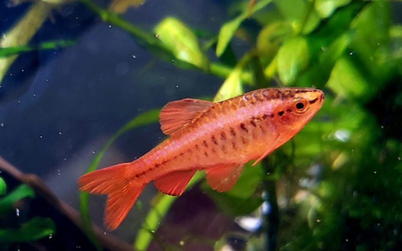 水草の間を泳ぐ赤い小型熱帯魚のチェリーバルブ