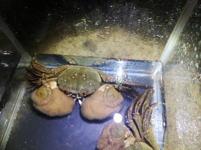 水槽の底でハサミに毛が生えたカニが並ぶ上からの写真