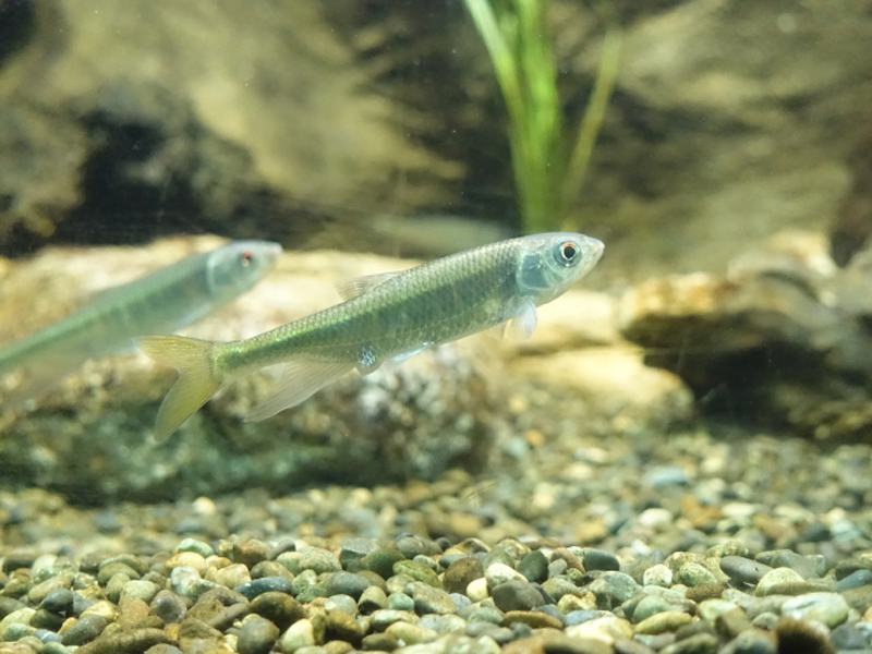 砂利を敷いた水槽内を泳ぐ銀色の淡水魚と水草の背景