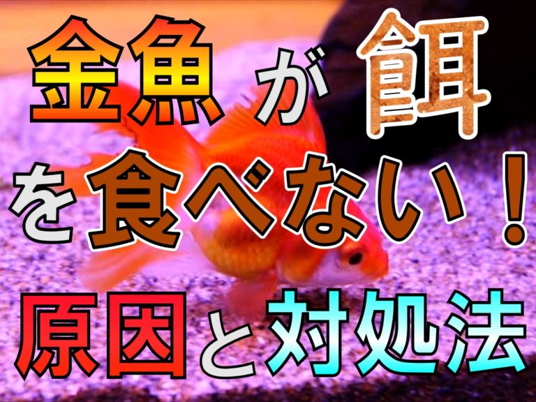 金魚が餌を食べない原因と対処法の文字入り画像