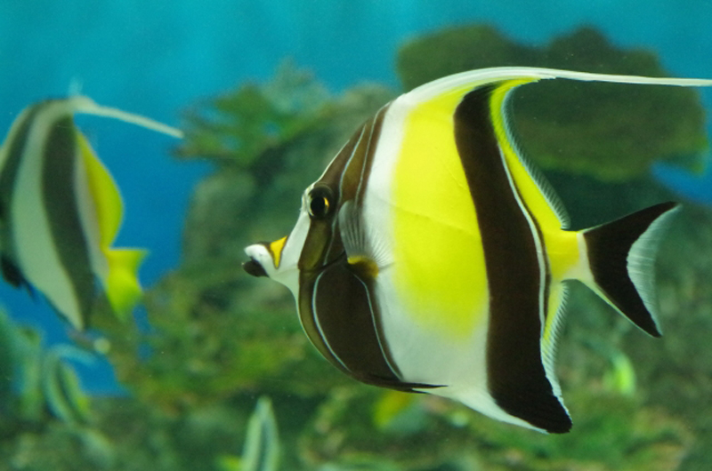 サンゴ礁を泳ぐツノダシと海水魚の水槽風景