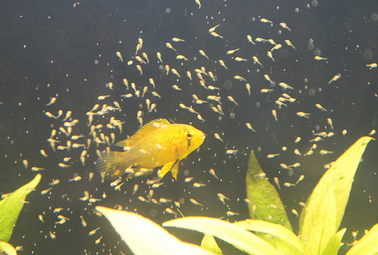 黄色い熱帯魚の成魚と群れをなして泳ぐ無数の稚魚