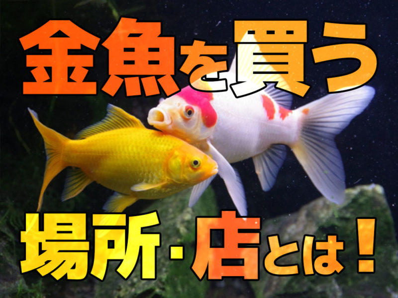 金魚を買う場所・店の見出し画像と泳ぐ二匹の金魚