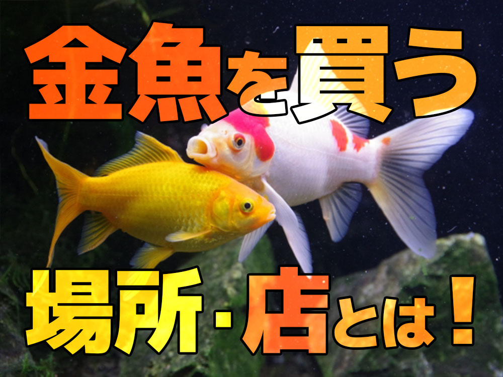 金魚を買う場所とは!ショップ・養魚場などで良質な金魚を購入しようのサムネイル画像