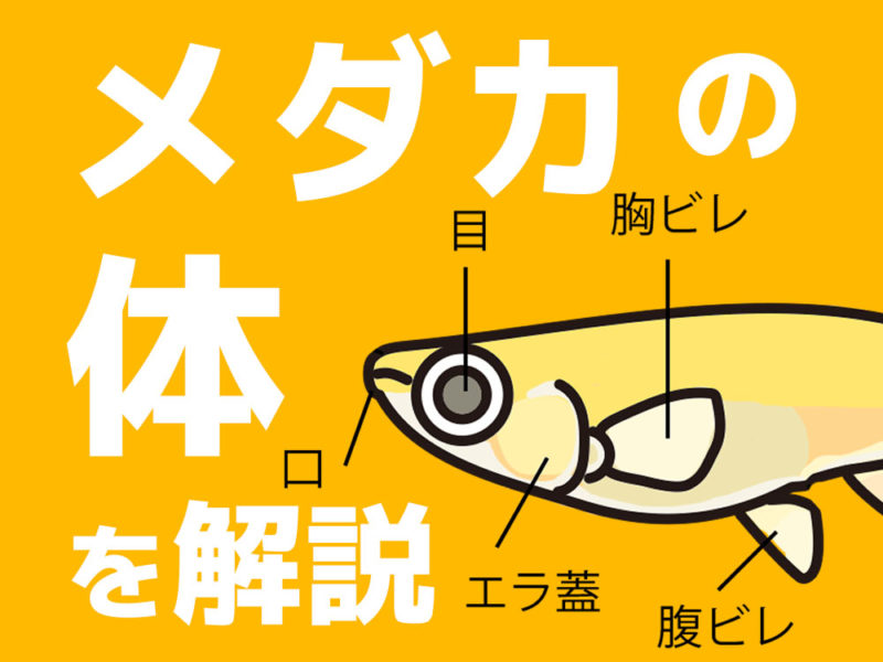 メダカの体の部位名称とイラストが描かれた見出し画像