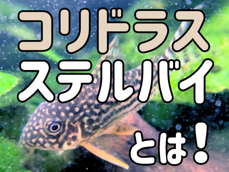 コリドラスステルバイとは！の文字とコリドラスの仲間