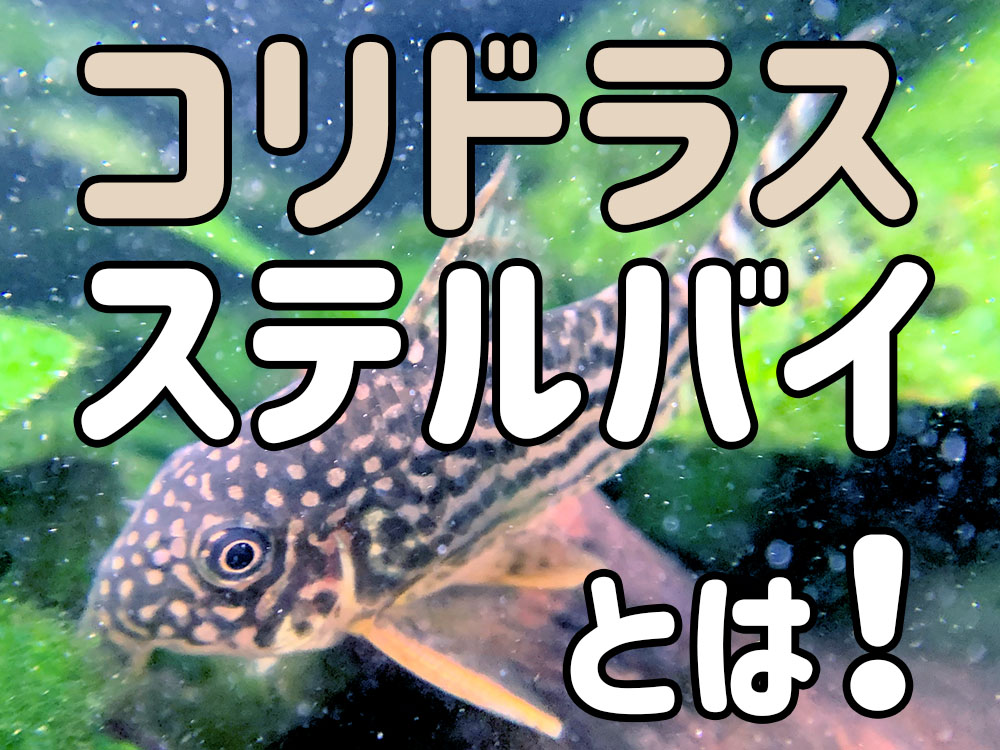 コリドラス・ステルバイとは！特徴から飼育に必要な水槽設備・繁殖についてのサムネイル画像