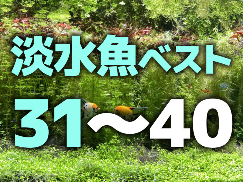 淡水魚ベスト31〜40の文字と水草水槽の見出し画像