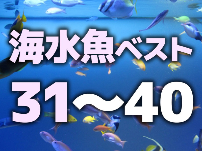 海水魚ベスト31〜40の見出し画像と泳ぐ海水魚たち