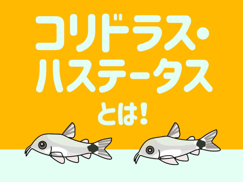 コリドラス・ハステータスとは！の文字と魚のイラスト