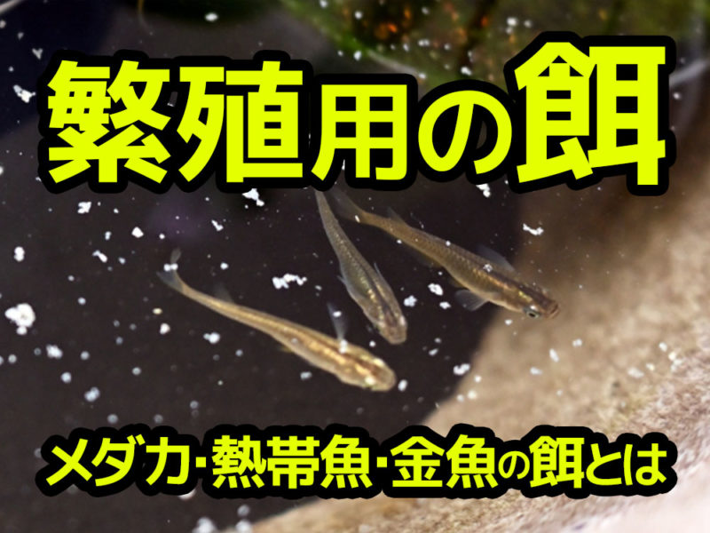 繁殖用の餌7選!メダカ・熱帯魚・金魚の繁殖に特化した餌を紹介