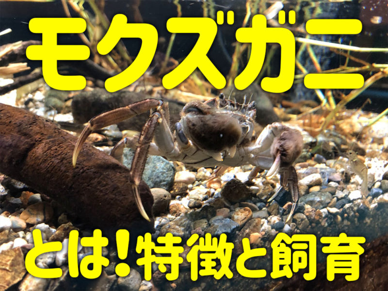 モクズガニとは!特徴と飼育の文字が入った見出し画像