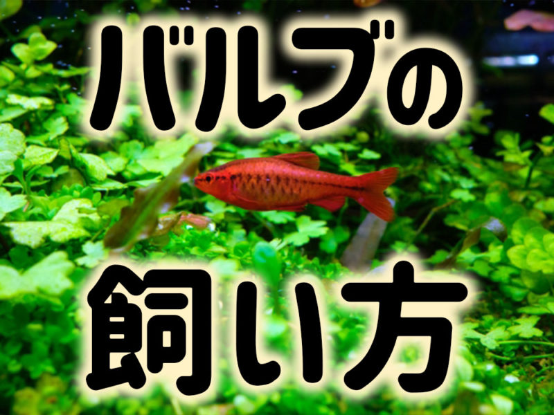 バルブの飼い方の文字と水草を泳ぐ赤い小型熱帯魚の見出し画像