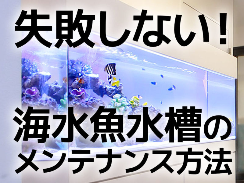 失敗しない海水魚水槽のメンテナンス方法の見出し画像