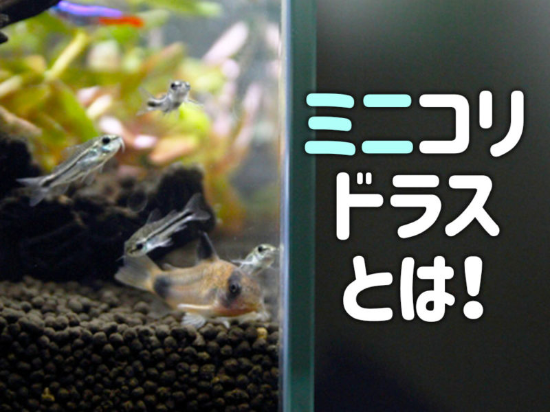ミニコリドラスとは！の文字と水槽内のコリドラスの仲間