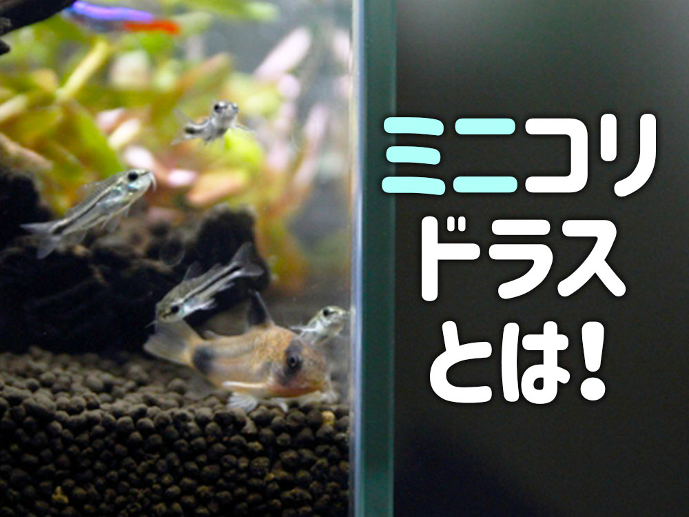 ミニコリドラスとは！小さな体長のコリドラスの特徴と魅力を解説！のサムネイル画像
