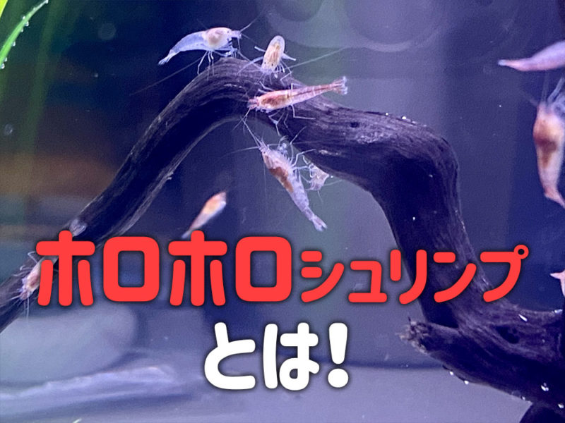 ホロホロシュリンプとは！の文字と流木に集まるエビ