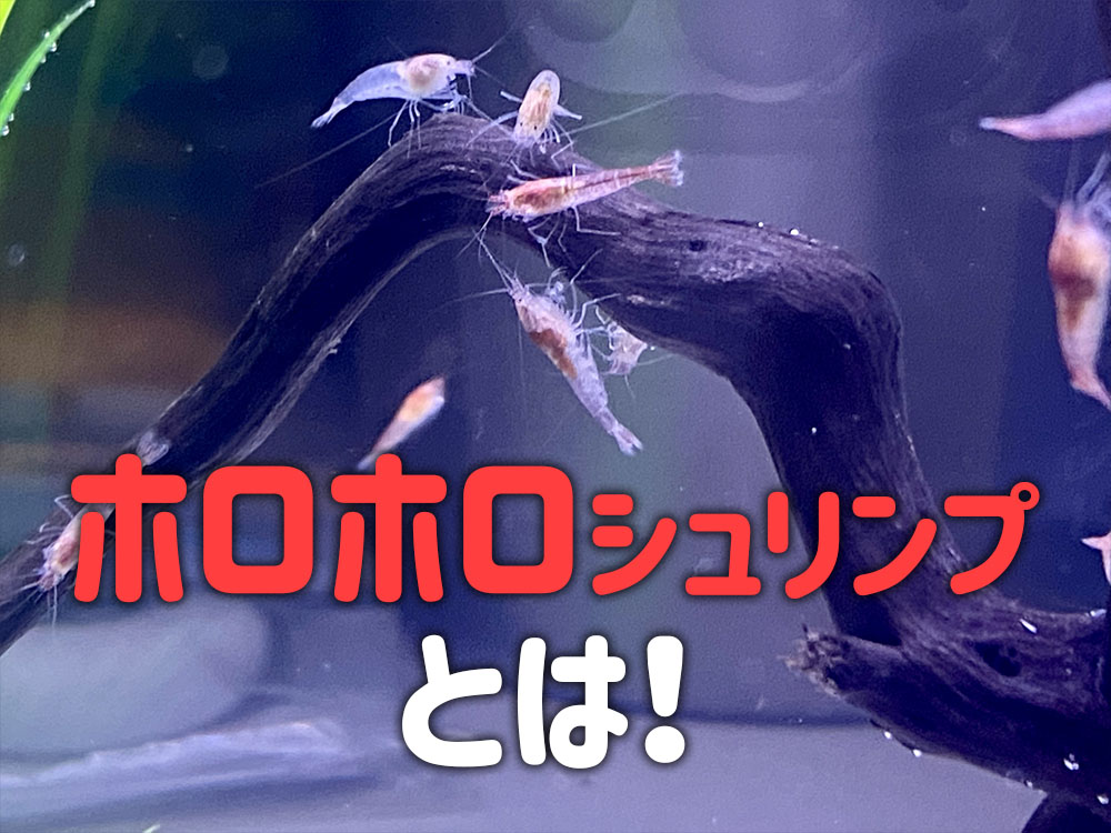 ホロホロシュリンプ(ピクシーシュリンプ)とは!特徴や飼育方法を解説のサムネイル画像