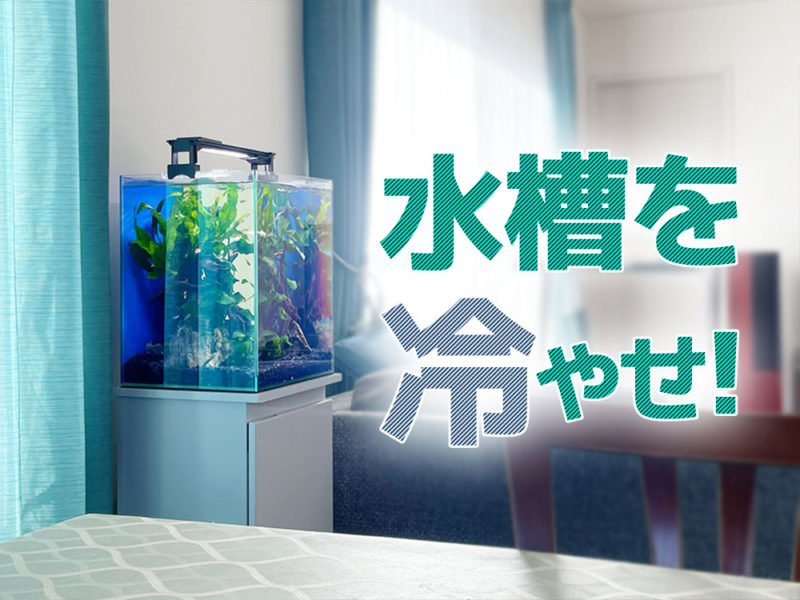 水槽を冷やせ!の文字とリビングに置かれた水草水槽