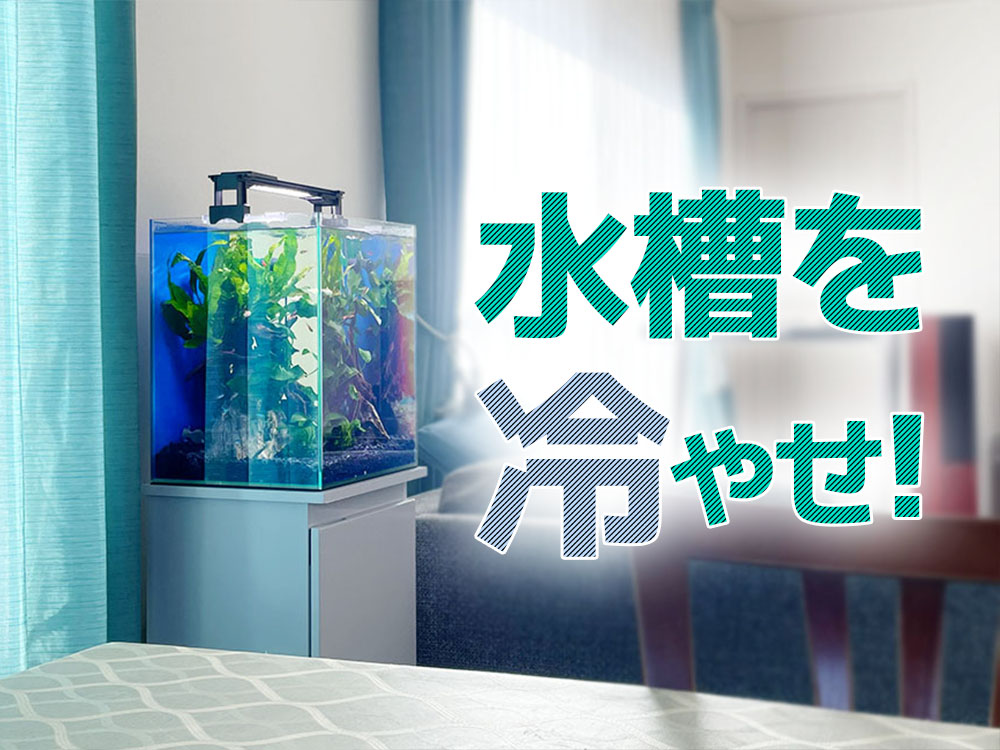 水槽を冷やせ！2026年夏のアクアリウム冷却対策方法！手軽なのはどれだのサムネイル画像