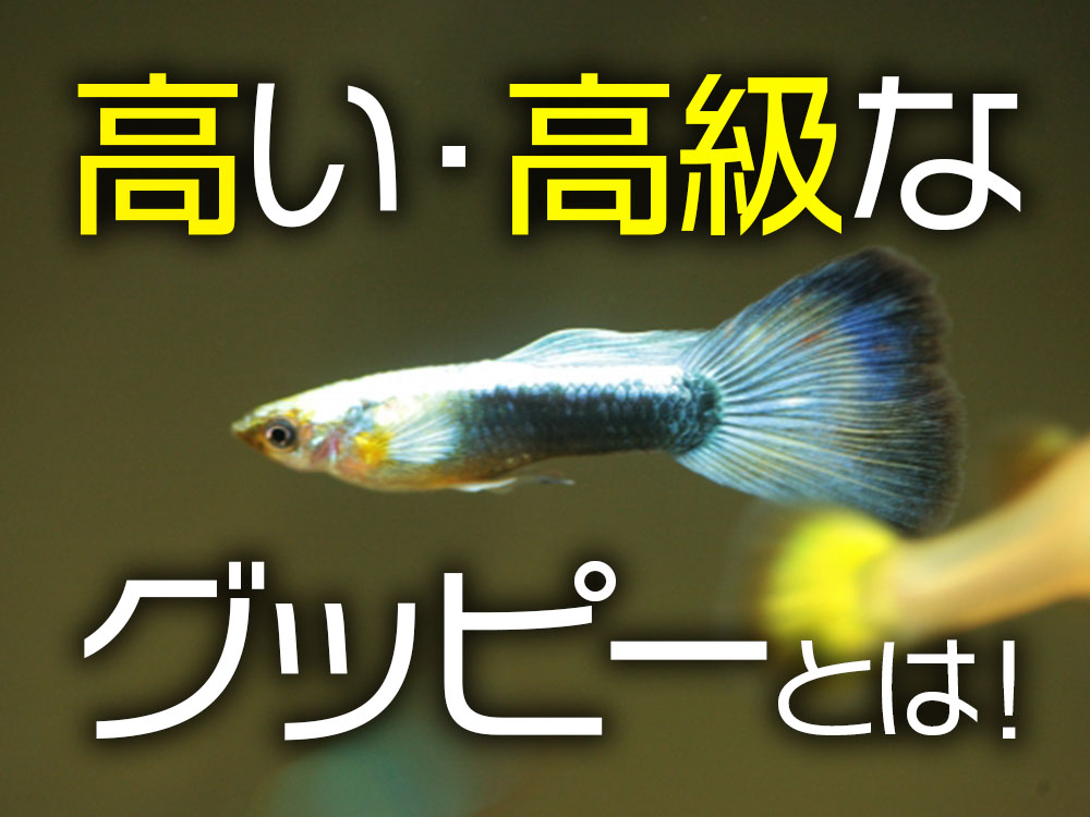 高いグッピーとは!高価なグッピーの品種と魅力・理由をご紹介しますのサムネイル画像