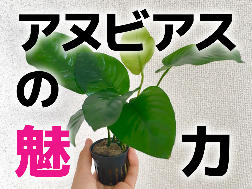 アヌビアスの魅力！種類から活着や育成ポイント・レイアウト事例を解説のサムネイル画像