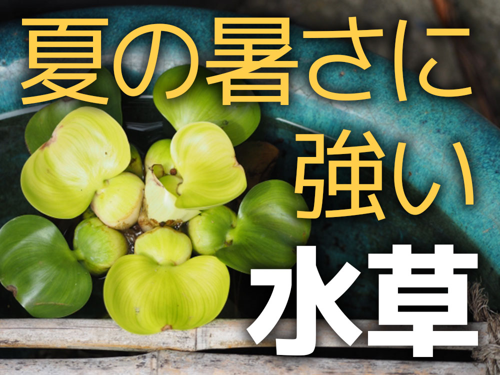夏の暑さに強い水草！高水温に強い水草、暑さで溶ける弱い水草とはのサムネイル画像