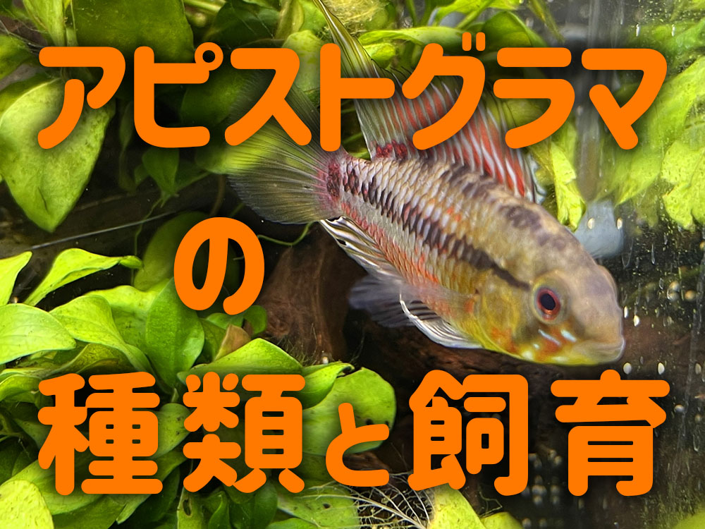 泳ぐ宝石・アピストグラマ!美しい種類と飼育方法を徹底解説します!のサムネイル画像