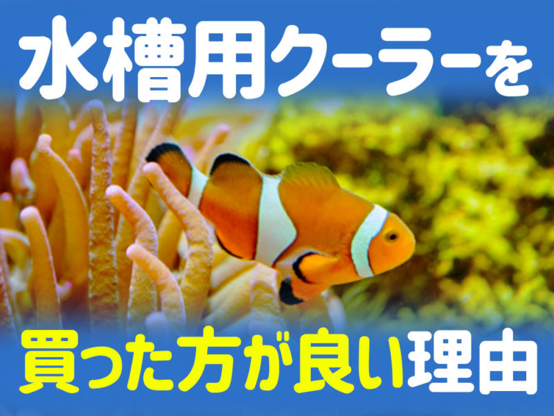 水槽用クーラーを買った方が良い理由の見出し画像