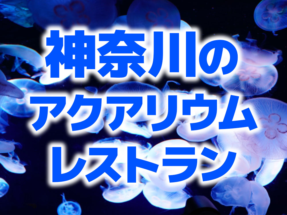 神奈川のアクアリウムレストラン!おしゃれで居心地がいいバーをご紹介のサムネイル画像